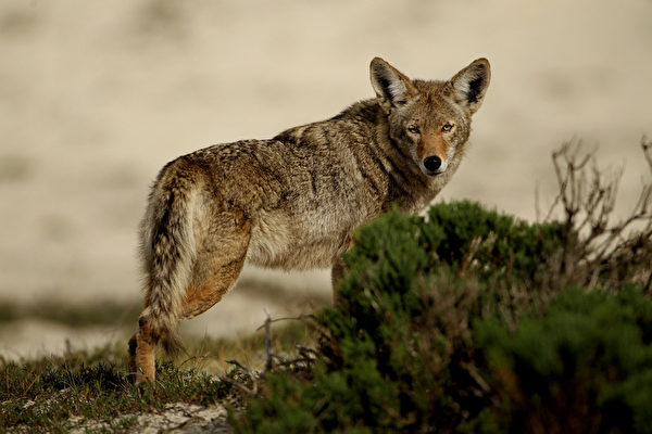 郊狼在休斯顿地区的数量正在增加。（图片来源︰Ezra Shaw / 2010 Getty Images）