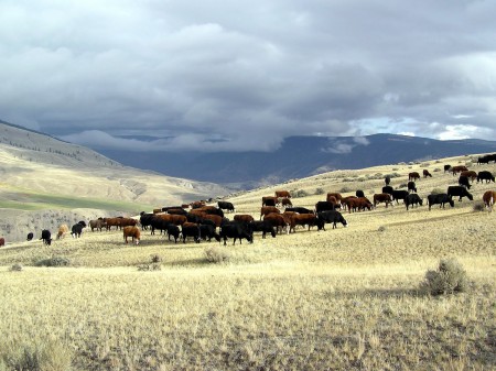 spring grazing2