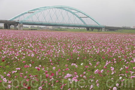 宜蘭市花海遊 漫步花海賞花趣