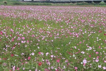 宜蘭市花海遊 漫步花海賞花趣